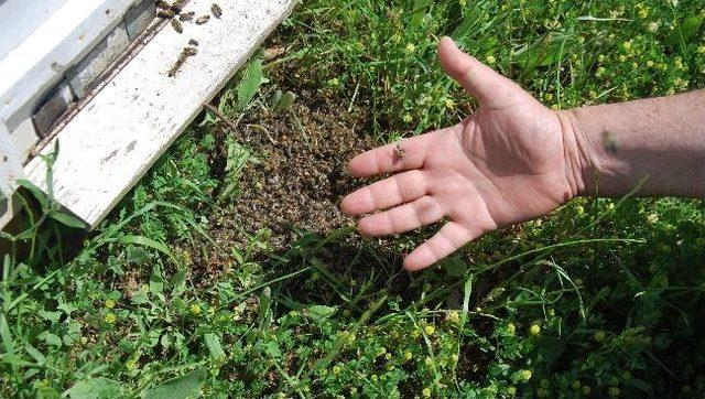 Aydın’daki Arı Ölümlerinin Sebebi Belirlendi