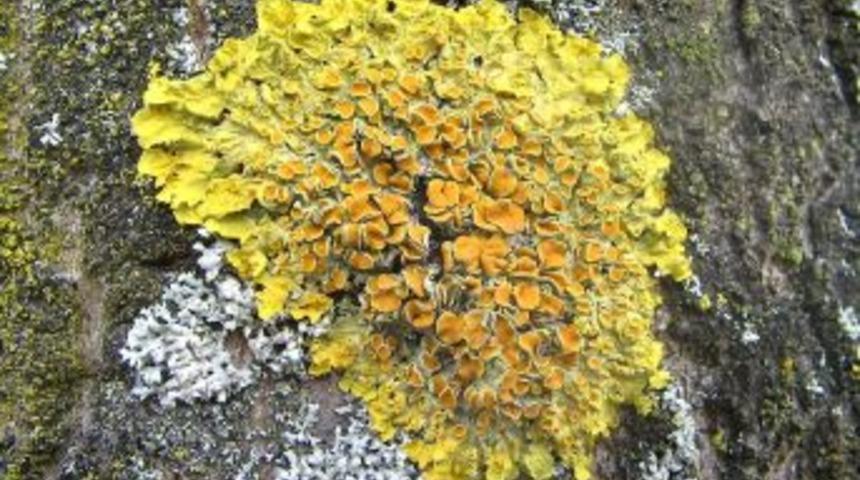 Pamukkale'ye &Ouml;zg&uuml; 29 Bitki T&uuml;r&uuml; Tespit Edildi