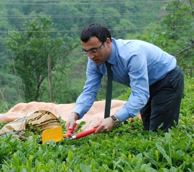 Of Kaymakamı Arslan, Çay Fabrikasında İncelemelerde Bulundu