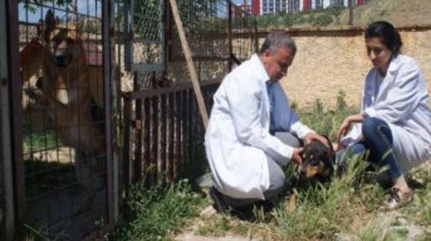 Kırıkkale'de 2 Bin 200 Kedi Ve K&ouml;pek Aşılandı