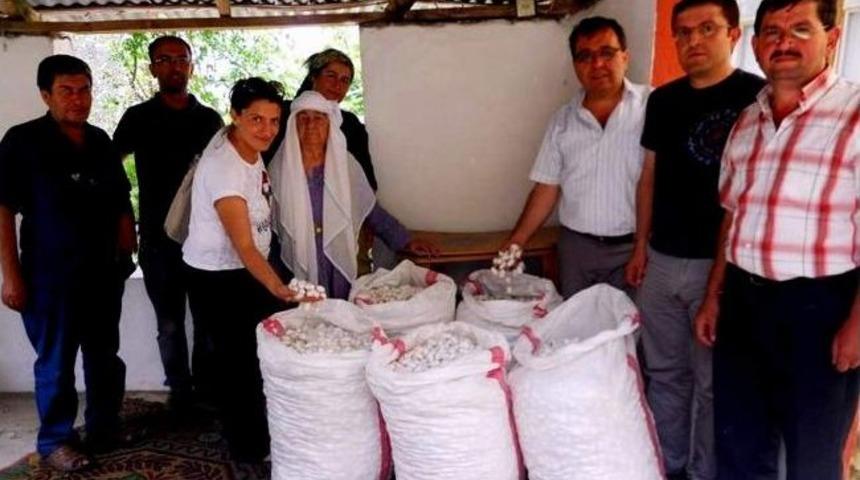 Yılın İlk İpekb&ouml;ceği Kozası Dalaman&rsquo;da Hasat Edildi