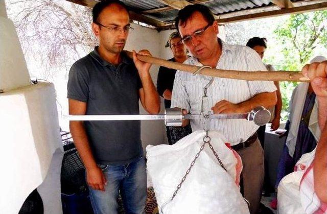 Yılın İlk İpekböceği Kozası Dalaman’da Hasat Edildi