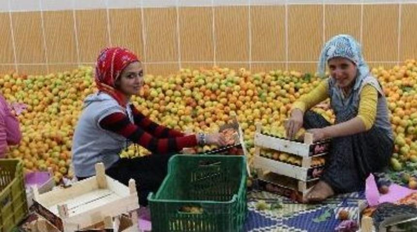 Mut&rsquo;ta Kayısı Altın Yılını Yaşıyor