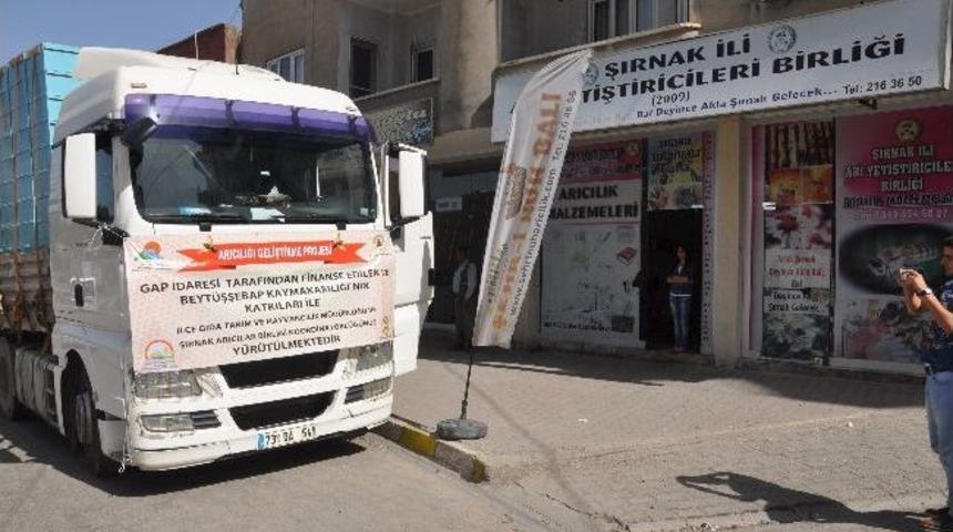 Şırnak'ta 60 Aileye Bin 200 Arılı Kovan Dağıtıldı