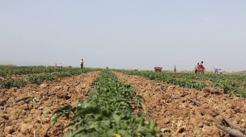 Tezgahta Var, Tarlada Yok