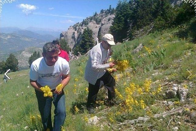 Tapanlılar Kültür Yürüyüşü Düzenledi