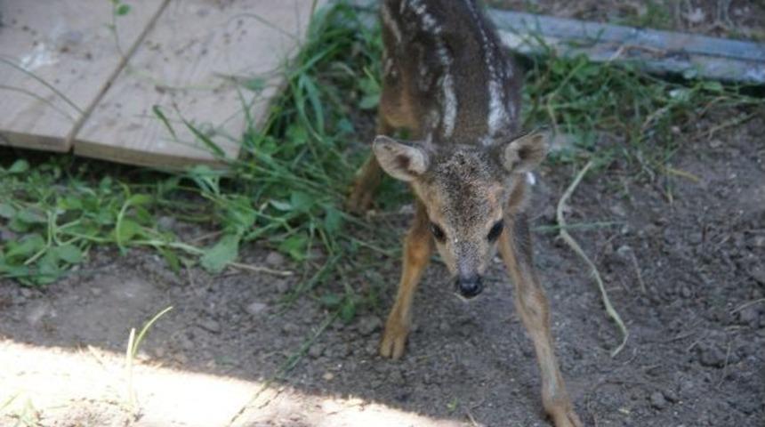 Yavru Karaca Koruma Altına Alındı