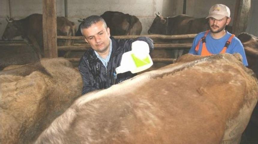 Kene İle M&uuml;cadelede İla&ccedil; Sıkıntısı