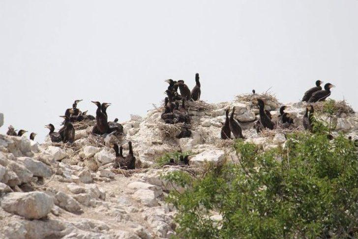 Beyşehir Gölü Adalarında Yavru Kuşlarla Renklendi G5