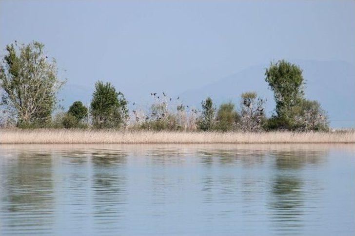 Beyşehir Gölü Adalarında Yavru Kuşlarla Renklendi G2