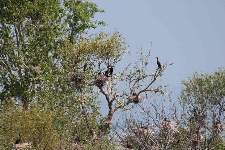 Beyşehir Gölü Adalarında Yavru Kuşlarla Renklendi G3