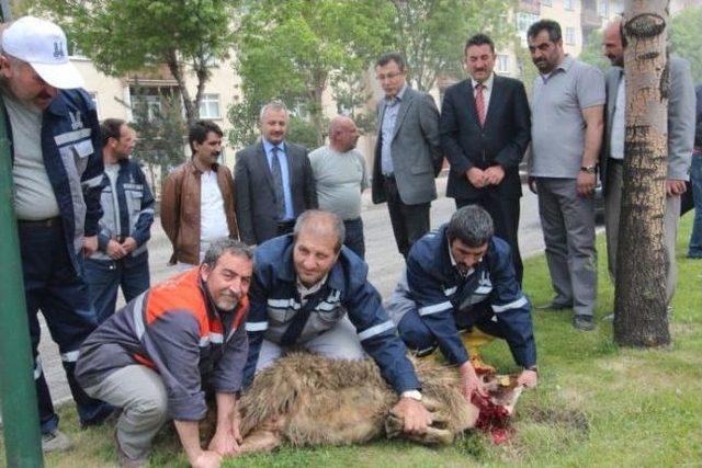 Büyükşehir Belediyesi Modifiye Asfalt Çalışmalarına Başladı