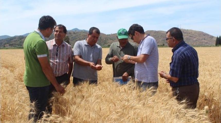 Arpa, Buğday Hasadı Başladı