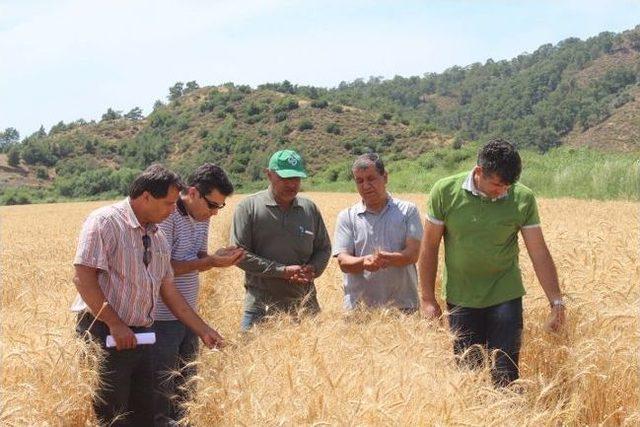 Arpa, Buğday Hasadı Başladı