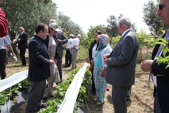 Çanakkale’de Çilek Üretimi Yaygınlaştırılıyor