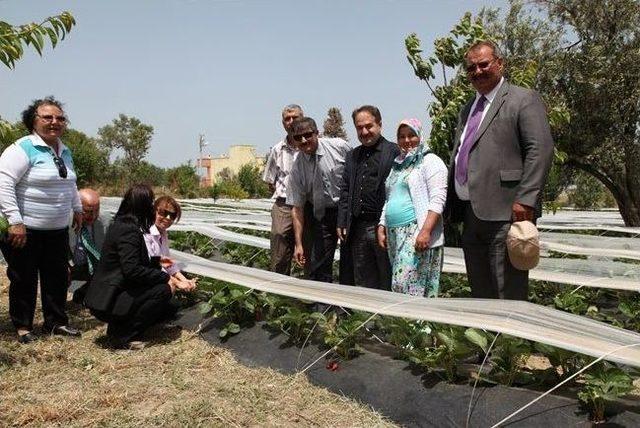 Çanakkale’de Çilek Üretimi Yaygınlaştırılıyor