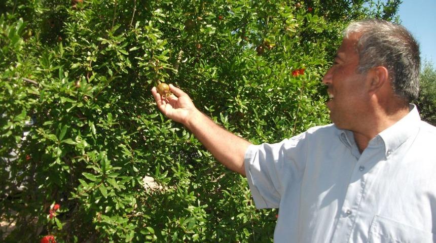 Nar &Uuml;retiminde Rekabet Arttı, Bu Yıl Kaliteli &Uuml;r&uuml;n Yetiştiren Para Kazanacak