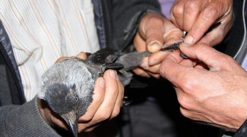 Muradiye&rsquo;de Karga Kurtarma Operasyonu