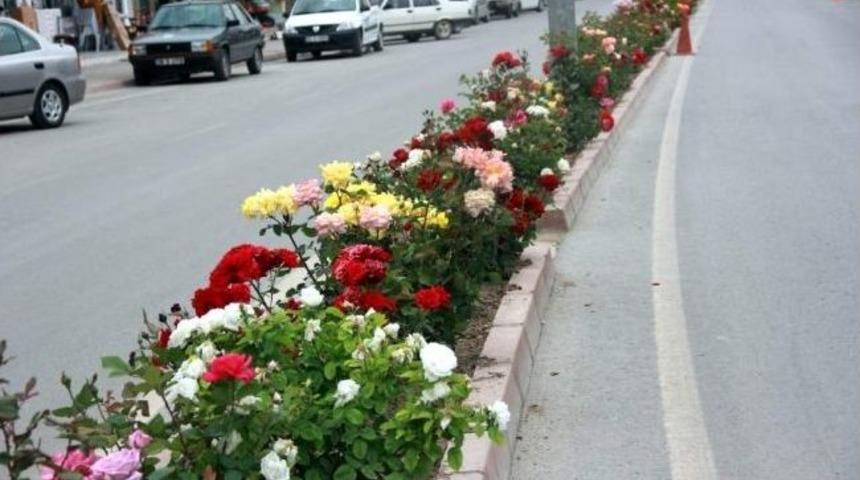Yahyalı'nın G&uuml;lleri A&ccedil;tı
