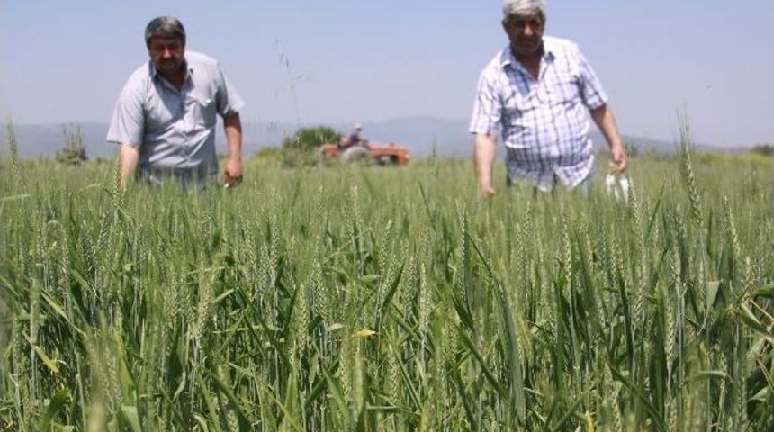 Hububatın En B&uuml;y&uuml;k Zararlısı: S&uuml;ne