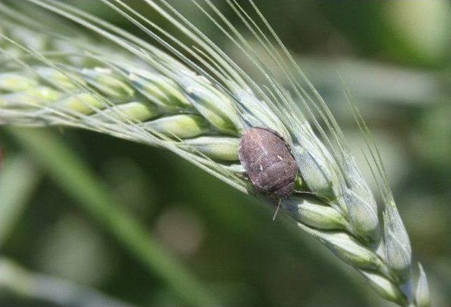 Hububatın En B&uuml;y&uuml;k Zararlısı: S&uuml;ne 1