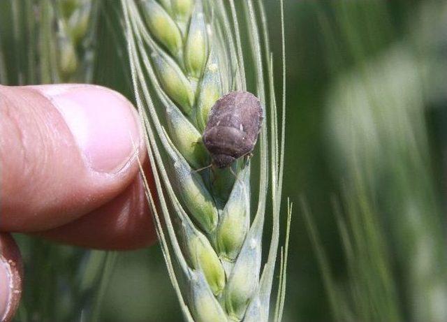 Hububatın En B&uuml;y&uuml;k Zararlısı: S&uuml;ne 2