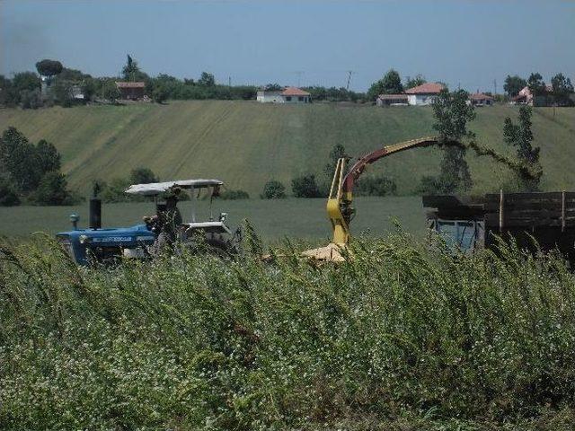 Ot Silaj Yapımına Başlandı 2