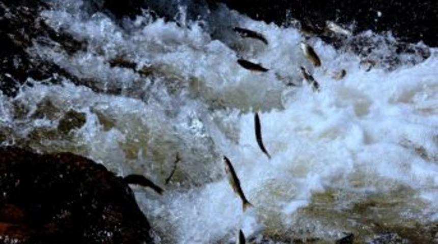 Van'da Inci Kefallerinin Seyirlik G&ouml;&ccedil;&uuml;