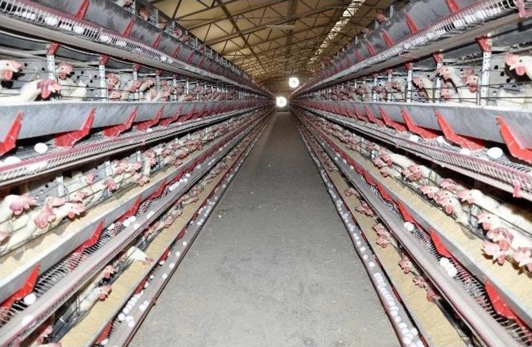 Yumurta Fiyatları, &Uuml;reticisine Zarar Ettiriyor