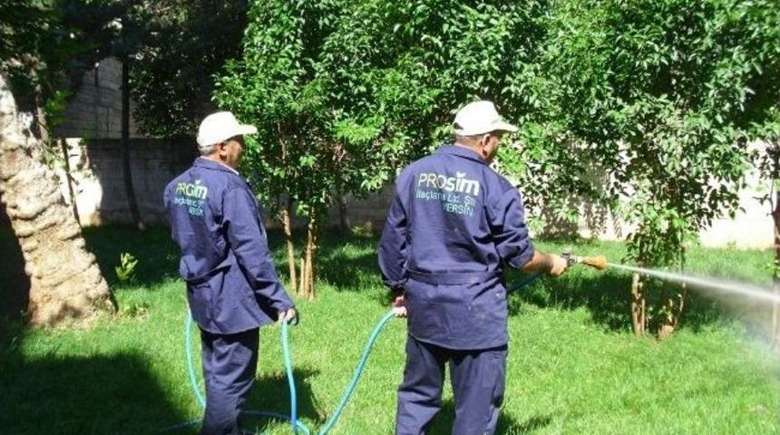 Viranşehir Belediyesi Haşerelerle M&uuml;cadele S&uuml;r&uuml;yor