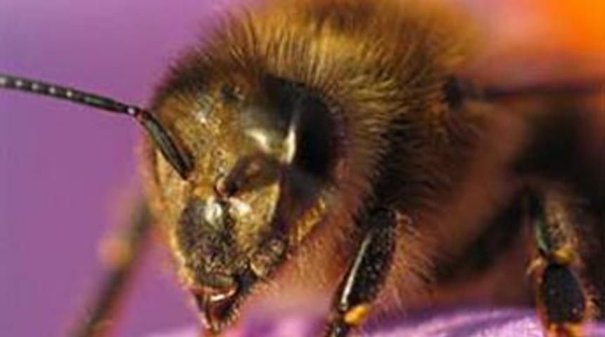 Arıların zekâsı bilgisayarı yendi