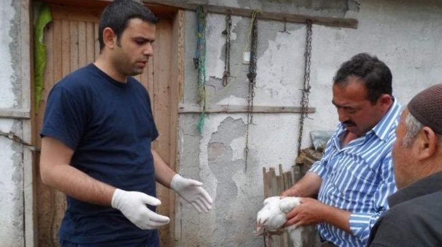 İskilip&rsquo;teki Tavuk &Ouml;l&uuml;mleri İle İlgili A&ccedil;ıklama