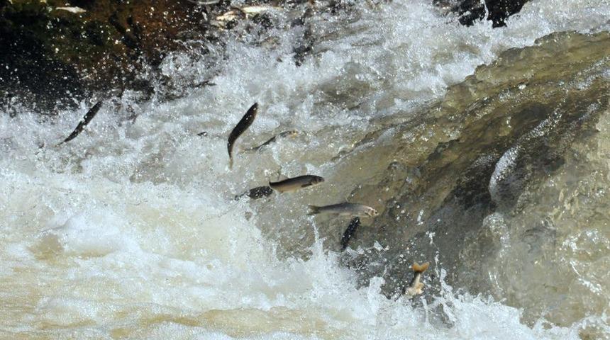 İnci kefali g&ouml;&ccedil;&uuml; festivalle başladı
