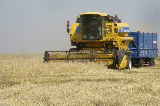 Araban'da Hububat Rekoltesi Çiftçinin Yüzünü Güldürdü