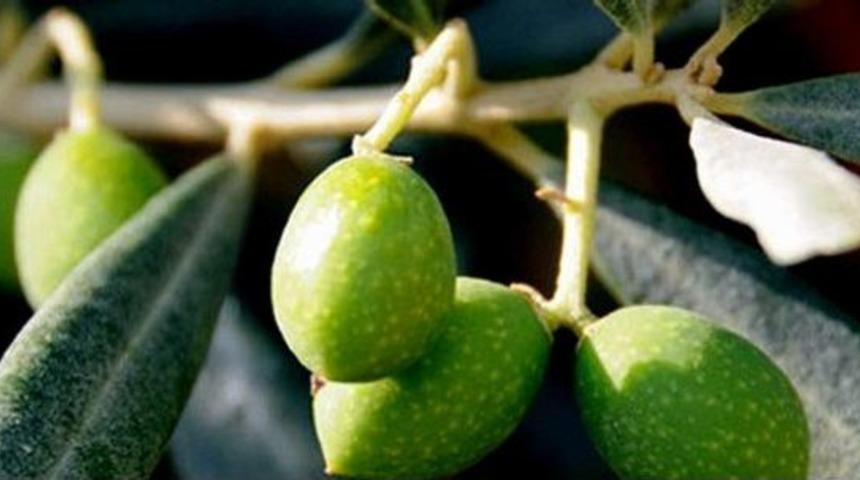 Zeytinciye G&uuml;veye Karşı İla&ccedil;lama Uyarısı