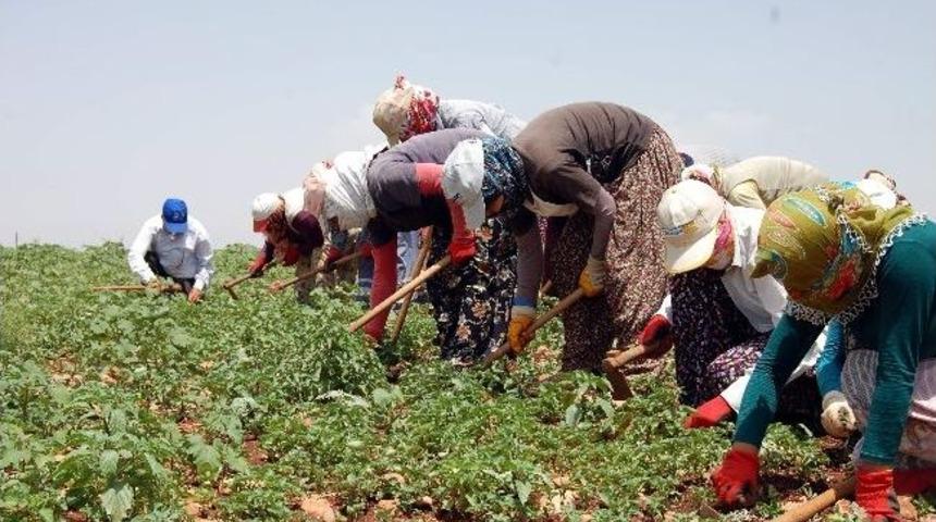 Tarım İş&ccedil;ileri Zor Şartlarda &Ccedil;alışıyor
