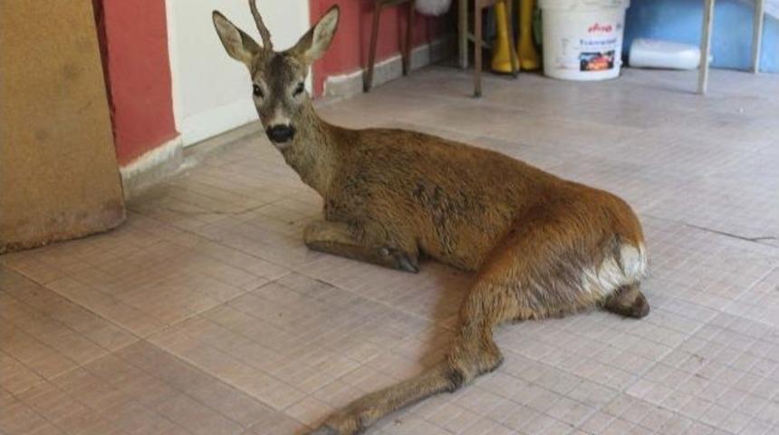 Yaralı Karacaya Avcılar Sahip &Ccedil;ıktı