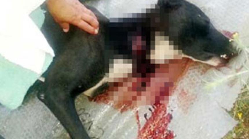 K&ouml;peğin kafasını kestiler