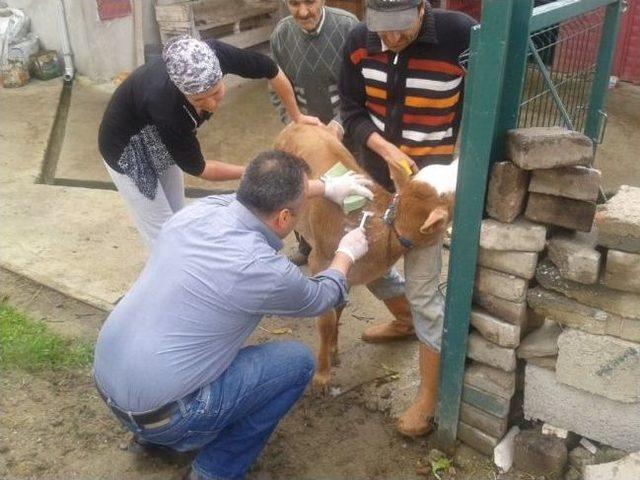 Çaycuma’da Sığır Tüberkülozu İle Mücadele