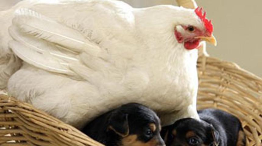 K&ouml;peklerin annesi, tavuk!