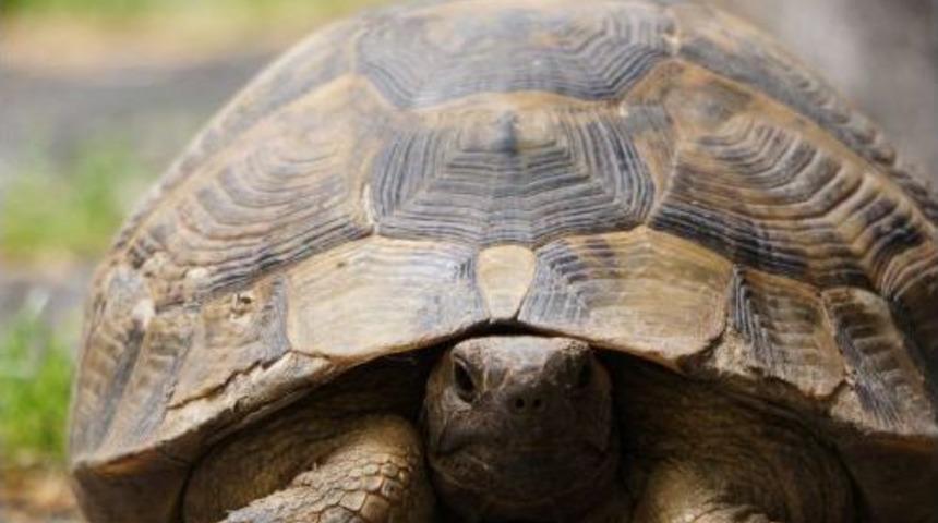 Kaplumbağanın Meclis Gezisi