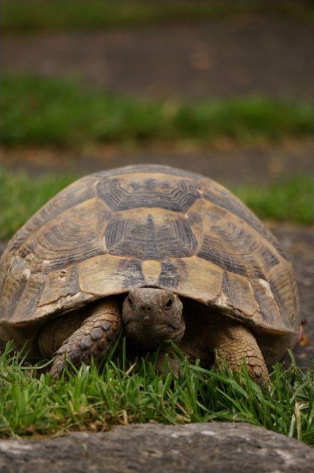 Kaplumbağanın Meclis Gezisi 1