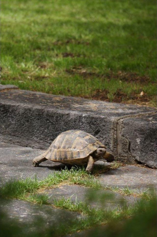 Kaplumbağanın Meclis Gezisi 2