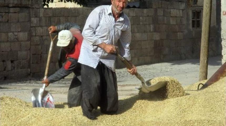 Gaziantep&rsquo;te Yeni Mahsul Arpa 50-60 Kuruştan Satılıyor