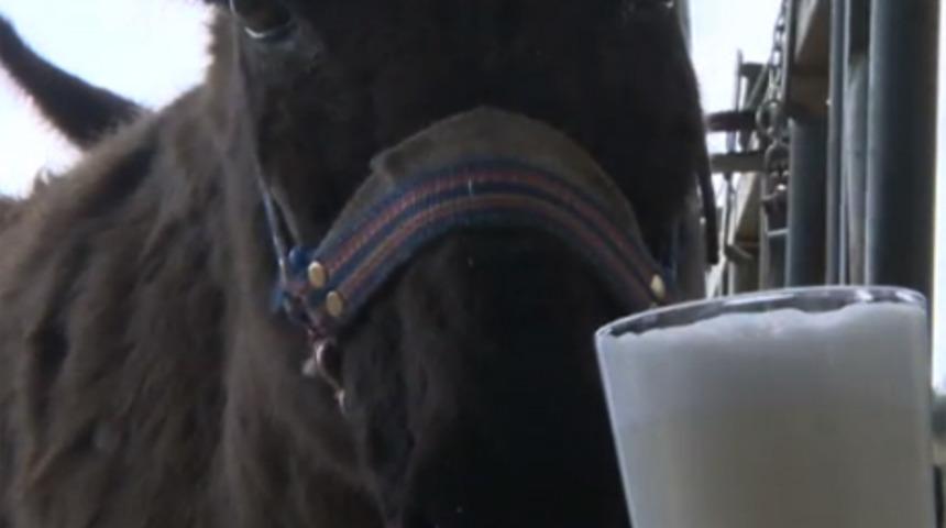 Eşek s&uuml;t&uuml; kıymete bindi, işte eşek s&uuml;t&uuml;n&uuml;n faydaları