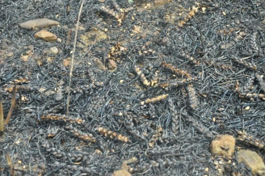 Kıvılcım Bir Yılın Mahsul&uuml;n&uuml; 3 Dakikada Yok Etti