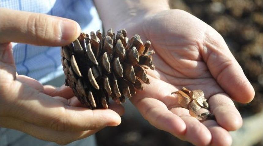 Yanan Alanlar İ&ccedil;in Tonlarca Tohum &Uuml;retiyorlar