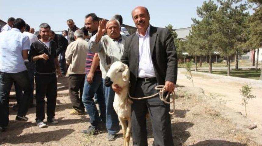 Nevşehir&rsquo;de &Uuml;reticilere Damızlık Ko&ccedil; Dağıtıldı