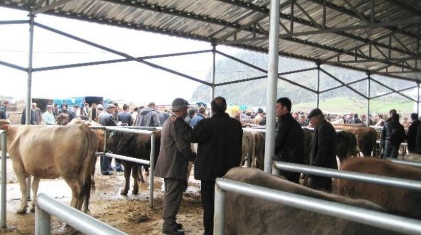 Giresun&rsquo;da Şap Hastalığı