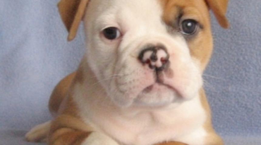 Bebeklik fotoğraflarından cinslerini tanıyabilir misiniz?